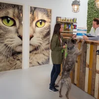 Dierenkliniek Kralingen