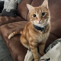 De Goudse Dierenarts