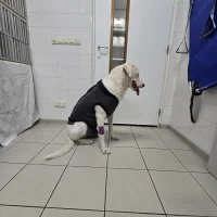 Dierenkliniek Almere Buiten