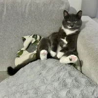 Maria Parasyri (dierenkliniek de dikke kater)