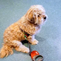 Bosweg dierenartsen