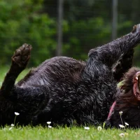 Dierenarts@home